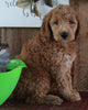 F1B Mini Goldendoodle For Sale Sugarcreek OH -Male Rambo