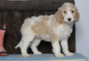 Medium F1BB Goldendoodle For Sale Millersburg, OH Male- Aiden