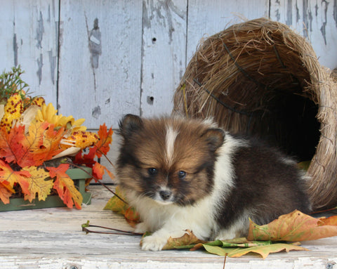 ACA Registered Pomeranian For Sale Millersburg OH Male-King