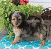 Mini Aussiedoodle For Sale Millersburg OH Female-Katie