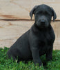 AKC Labrador Retriever For Sale Sugarcreek OH-Male King
