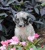 AKC Registered Standerd Poodle For Sale Millersburg OH Male-Denver