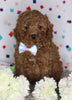 Cockapoo For Sale Sugarcreek OH Female-Lily