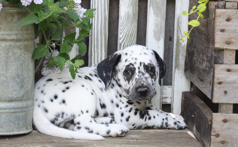 AKC Registered Dalmatian For Sale Millersburg, OH Male- Rascal