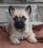 AKC Registered Cairn Terrier For Sale Millersburg OH Female-Dixie