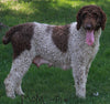 AKC Registered Standard Poodle For Sale Millersburg OH-Female Hazel