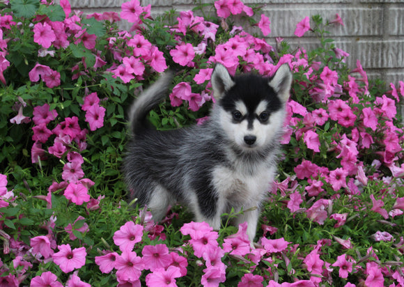 Pomsky For Sale Holmesville OH Male-Bentley