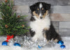 AKC Registered Collie (Lassie) For Sale Fredericksburg, OH Male- Sam