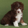 Mini Aussiedoodle For Sale Fredericksburg OH -Male Rosco