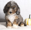 Mini Sheepadoodle For Sale Millersburg OH Female-Gladys