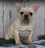 AKC Registered French Bulldog For Sale Millersburg OH Female-Snowy