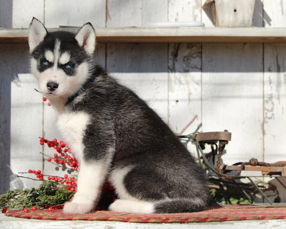 AKC Registered Siberian Husky For Sale Millersburg, OH Female- Sabrina