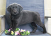 Labrador Retriever Mix For Sale Fredericksburg, OH Female- Cathy