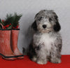 Mini Sheepadoodle For Sale Millersburg OH Female-Gina