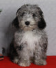 Mini Sheepadoodle For Sale Millersburg OH Female-Gina