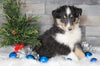 AKC Registered Collie (Lassie) For Sale Fredericksburg, OH Male- Sam