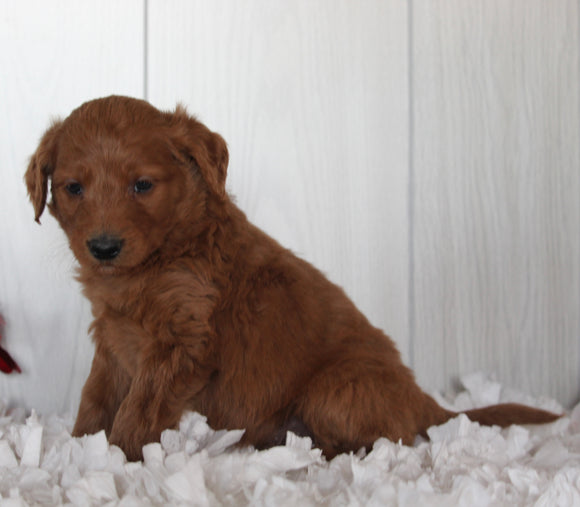 Goldendoodle For Sale Fredericksburg OH Male-Rusty