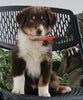 Australian Shepherd For Sale Sugarcreek OH Male-Beau