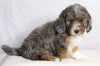 Mini Sheepadoodle For Sale Millersburg OH Female-Gladys