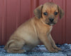 Beabull For Sale Wooster OH Female-Willow