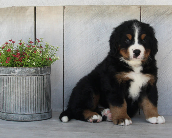 AKC Registered Bernese Mountain Dog For Sale Millersburg OH Female-Rhonda