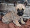 AKC Registered Cairn Terrier For Sale Millersburg OH Female-Dixie