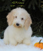 F1BB Mini Labradoodle For Sale Millersburg OH Male-Ezekial