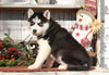 AKC Registered Siberian Husky For Sale Millersburg, OH Female- Susie
