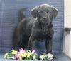 Labrador Retriever Mix For Sale Fredericksburg, OH Female- Candi