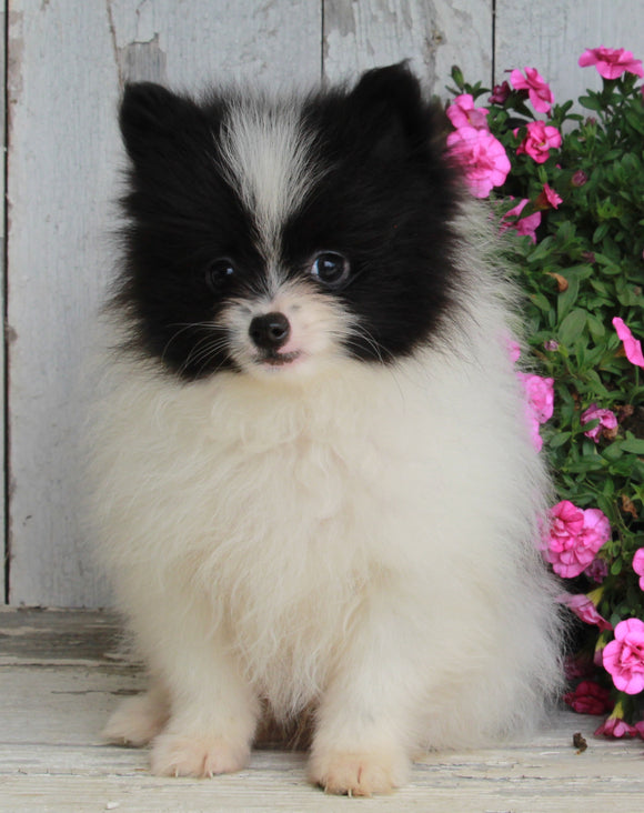 ACA Registered Pomeranian For Sale Millersburg OH-Male Jordan