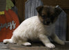 Pomeranian Mix For Sale Millersburg OH Male-Andre'
