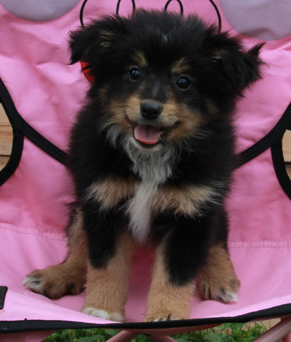 Mini Australian Shepherd For Sale Sugarcreek OH Female-Sadie