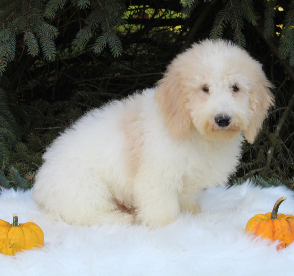F1BB Mini Labradoodle For Sale Millersburg OH Male-Ezekial