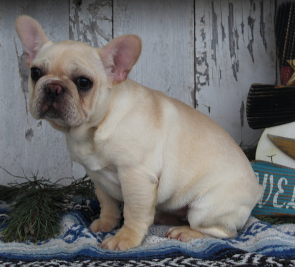 AKC Registered French Bulldog For Sale Millersburg OH Female-Snowy