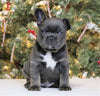 AKC Registered French Bulldog For Sale Fredericksburg OH Male-Rocky