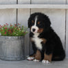 AKC Registered Bernese Mountain Dog For Sale Millersburg OH Female-Rhonda