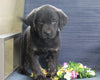 Labrador Retriever Mix For Sale Fredericksburg, OH Male- Colten
