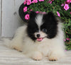 ACA Registered Pomeranian For Sale Millersburg OH-Male Jordan