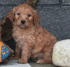 Standard Goldendoodle For Sale Fresno OH Male-Dasher