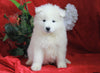 AKC Registered Samoyed For Sale Danville, OH Male- Gunner