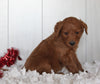 Goldendoodle For Sale Fredericksburg OH Male-Rusty