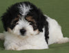 Mini Aussiedoodle For Sale Fredericksburg OH -Female Chloe