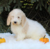 F1BB Mini Labradoodle For Sale Millersburg OH Male-Ezekial