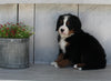 AKC Registered Bernese Mountain Dog For Sale Millersburg OH Female-Charlette