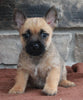 AKC Registered Cairn Terrier For Sale Millersburg OH Male-Sheldon CHRISTMAS SPECIAL!
