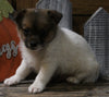 Pomeranian Mix For Sale Millersburg OH Male-Andre'