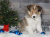 AKC Registered Collie (Lassie) For Sale Fredericksburg, OH Female- Sadie