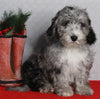 Mini Sheepadoodle For Sale Millersburg OH Female-Gina