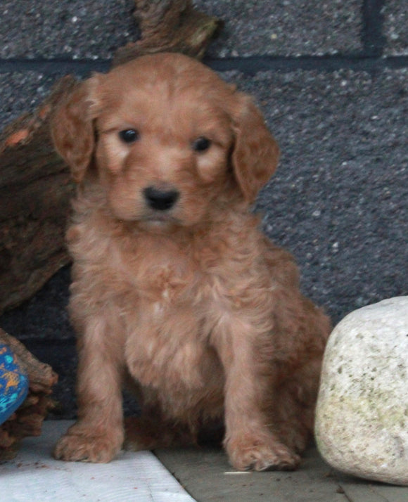 Standard Goldendoodle For Sale Fresno OH Male-Dasher