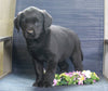 Labrador Retriever Mix For Sale Fredericksburg, OH Female- Chloe
